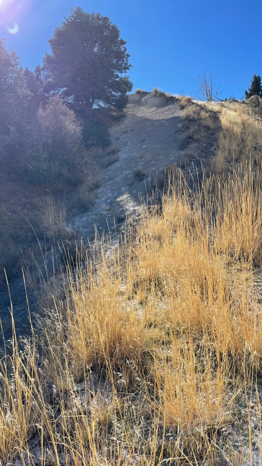 The Fairview Peak fault scarp. The bare strip running up the hill is where the ground broke apart in 1954.